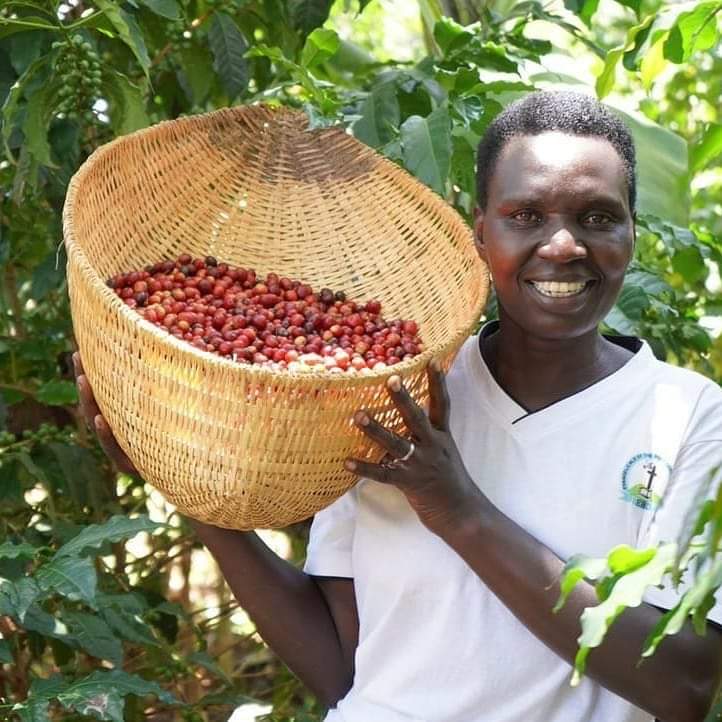 Farmer collecting coffee beans