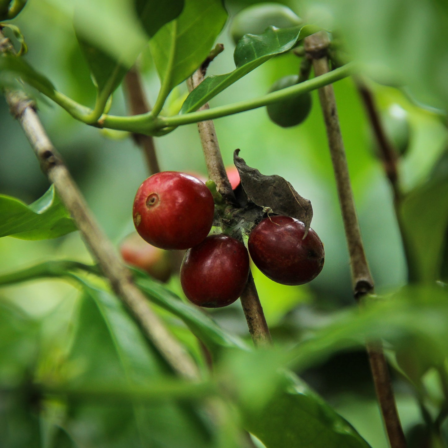 Costa Rica, Light Roast Coffee